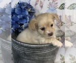 Small #7 Chihuahua