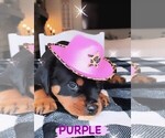Small Photo #7 Rottweiler Puppy For Sale in TULSA, OK, USA