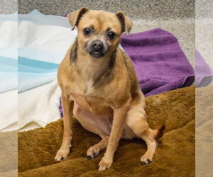 Zia - Female Chug Dog for Adoption - Photo #3
