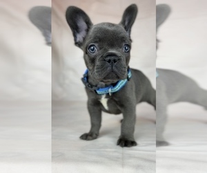 French Bulldog Puppy for sale in METUCHEN, NJ, USA