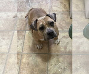 American Staffordshire Terrier-French Bulldog Mix Dogs for adoption in Catasauqua, PA, USA