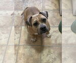 Small American Staffordshire Terrier-French Bulldog Mix