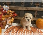 Small #2 Cavapoo