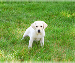 Small #3 Labrador Retriever