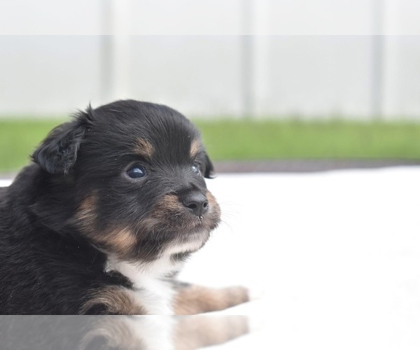 Medium Photo #5 Miniature Australian Shepherd Puppy For Sale in PALM COAST, FL, USA