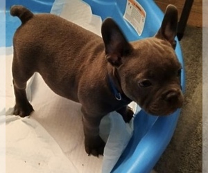 American Bully Puppy for sale in VAN NUYS, CA, USA