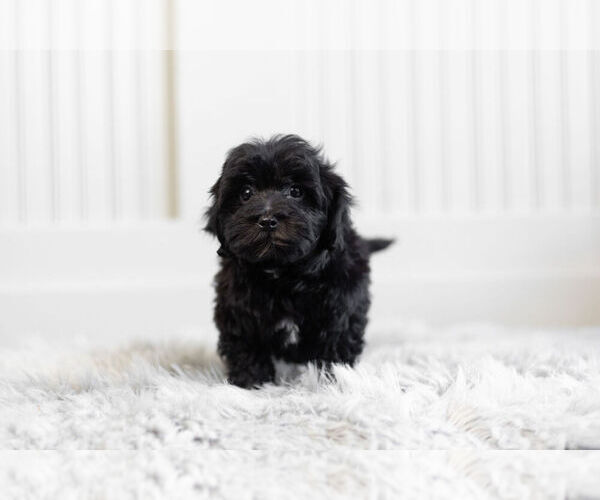 Medium Photo #2 Morkie-Poodle (Toy) Mix Puppy For Sale in WARSAW, IN, USA