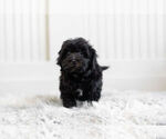 Small Photo #2 Morkie-Poodle (Toy) Mix Puppy For Sale in WARSAW, IN, USA