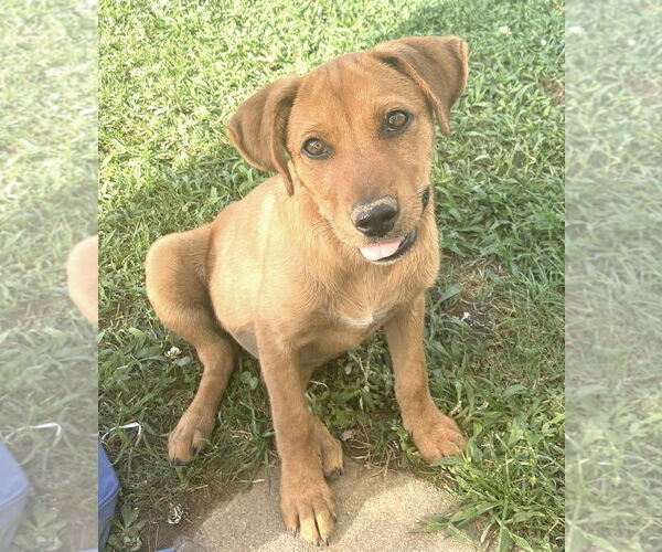 Medium Photo #1 American Staffordshire Terrier-Dachshund Mix Puppy For Sale in Holly Springs, MS, USA