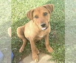 Small American Staffordshire Terrier-Dachshund Mix