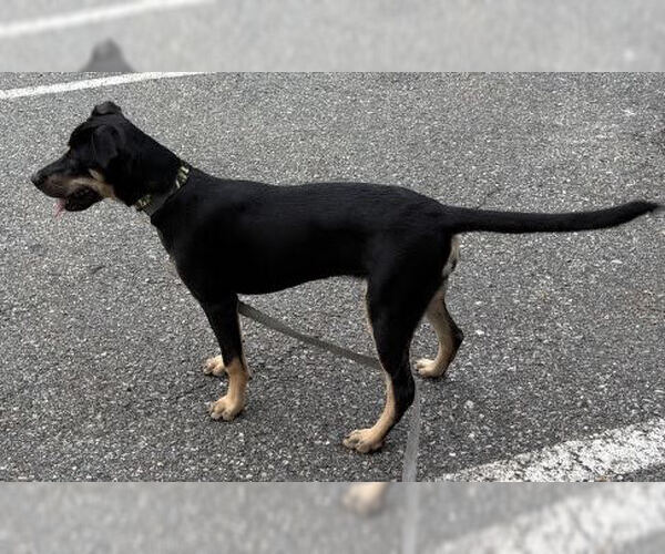 Medium Photo #6 Labbe Puppy For Sale in Mt. Laurel, NJ, USA