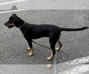 Quinoa - Female Labbe Dog for Adoption - Photo #6