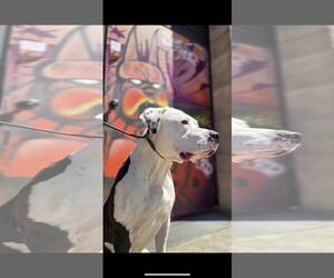 Pluto - Male American Bulldog-Unknown Mix Dog for Adoption - Photo #3