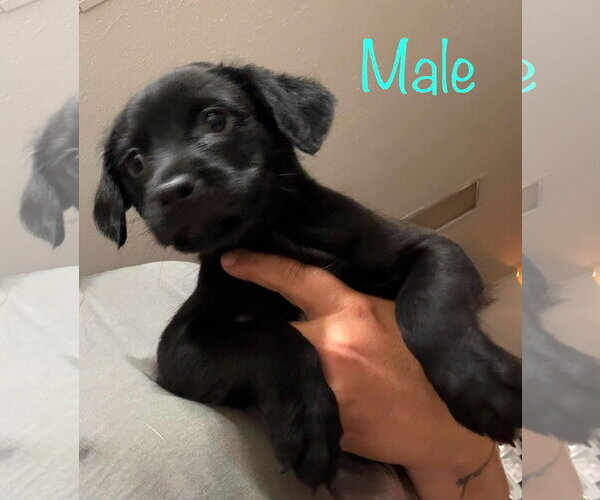 Medium Photo #2 Miniature Pinscher-Unknown Mix Puppy For Sale in Brooksville, FL, USA