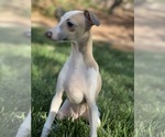 Small Photo #39 Italian Greyhound Puppy For Sale in SAINT GEORGE, UT, USA
