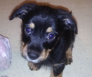 Chiweenie-Yorkshire Terrier Mix Puppy for Sale in HAMLET, North Carolina USA