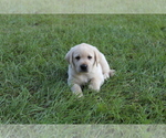 Small Photo #7 Labrador Retriever Puppy For Sale in DENMARK, SC, USA