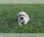 Small #6 Labrador Retriever