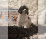 Puppy Ash Poodle (Toy)