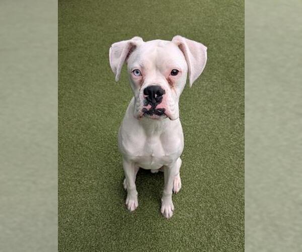 Medium Photo #1 Boxer Puppy For Sale in San Martin, CA, USA