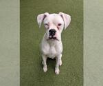 Small Boxer