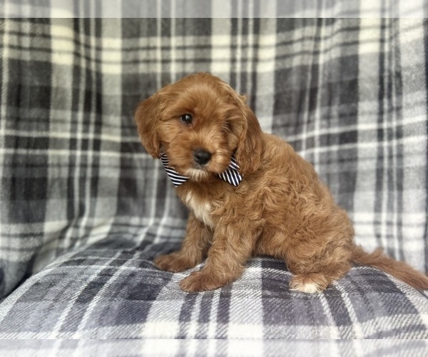 Medium Photo #2 Cavapoo Puppy For Sale in LAKELAND, FL, USA