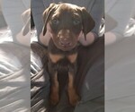Small Photo #1 Doberman Pinscher Puppy For Sale in MOUNT STERLING, OH, USA