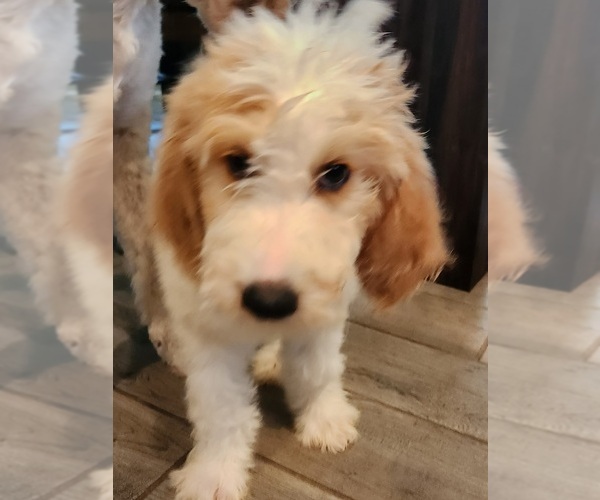 Medium Photo #8 Goldendoodle Puppy For Sale in KANSAS CITY, MO, USA