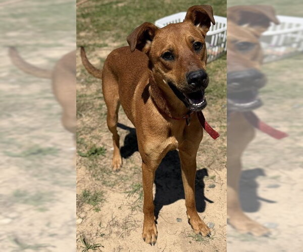 Medium Photo #2 Black Mouth Cur-Unknown Mix Puppy For Sale in Augusta, GA, USA