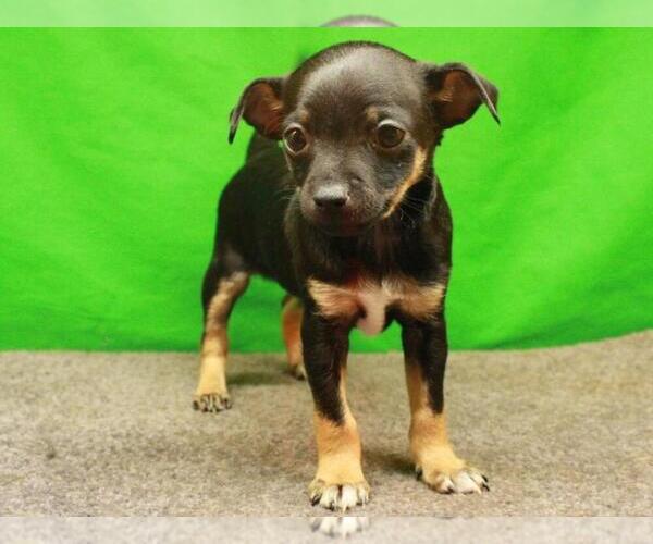 Medium Photo #7 Chihuahua Puppy For Sale in SHAWNEE, OK, USA