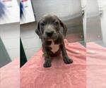 Small Mutt
