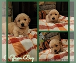 Puppy Green Golden Retriever