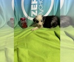 Puppy Leslie Miniature Australian Shepherd