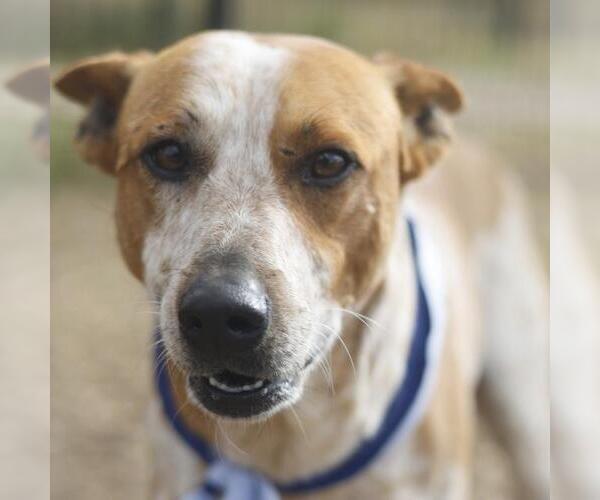 Medium Photo #1 Mutt Puppy For Sale in San Antonio, TX, USA