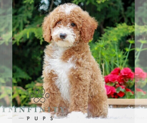Medium Photo #1 Poodle (Miniature) Puppy For Sale in LITITZ, PA, USA