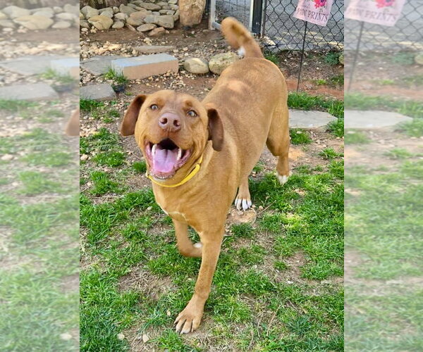 Medium Photo #1 Unknown-Vizsla Mix Puppy For Sale in Lakemont, GA, USA
