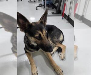 German Shepherd Dog Dogs for adoption in Temple, TX, USA