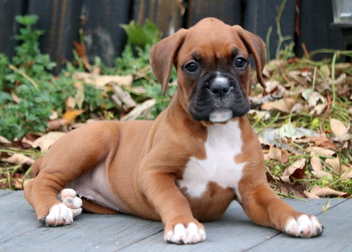 View Ad Boxer Puppy for Sale, Pennsylvania, MOUNT JOY, USA