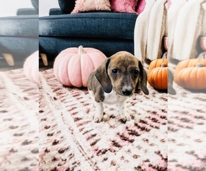 Dachshund Puppy for sale in SAINT LOUIS, MO, USA