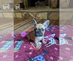 Puppy Puppy 7 Peach 2 French Bulldog