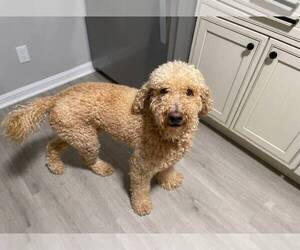 Mother of the Double Doodle puppies born on 05/15/2026