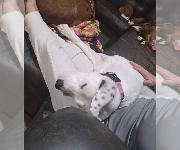 Medium Photo #30 Boxer-Unknown Mix Puppy For Sale in Germantown, OH, USA