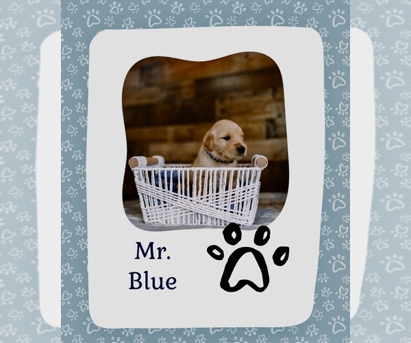 Medium Photo #5 Golden Retriever Puppy For Sale in VERONA, KY, USA