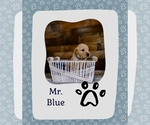 Puppy Mr Blue Golden Retriever
