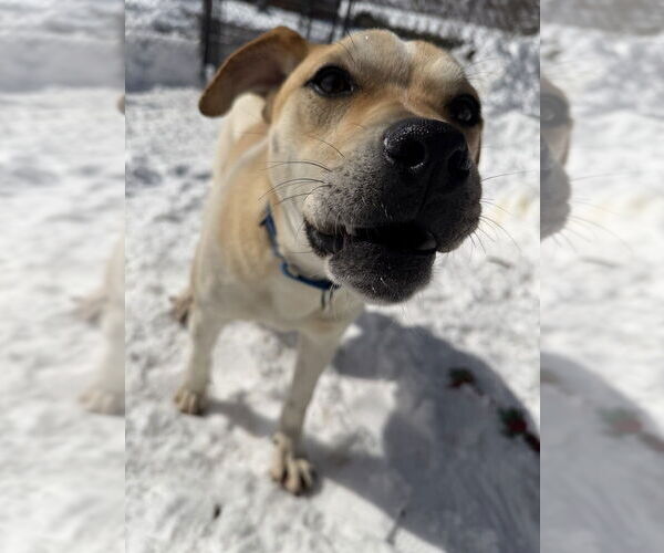 Medium Photo #3 Mutt Puppy For Sale in Elmsford, NY, USA