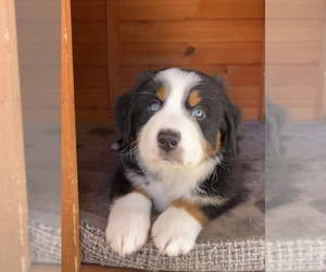 Australian Mountain Dog Puppy for sale in SANTA BARBARA, CA, USA