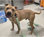 Small #2 American Pit Bull Terrier Mix