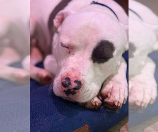 Medium Photo #10 Mutt Puppy For Sale in Rustburg, VA, USA