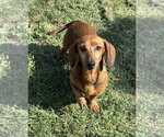 Small #1 Dachshund