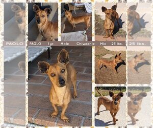 Chiweenie Dogs for adoption in Mesa, AZ, USA